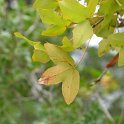 Acer monspessulanum